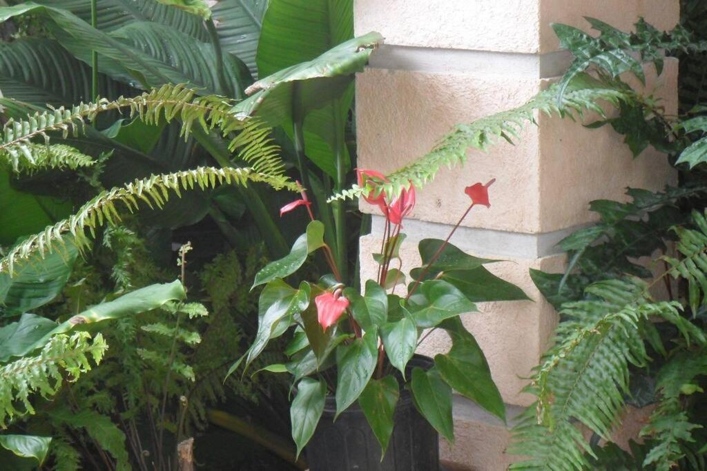 Homestay Idilio Escape